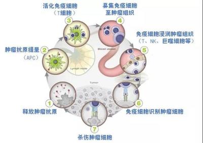 柬埔寨免疫抗癌藥物“依維卡”近日獲得國家藥監(jiān)局批準開展臨床試驗資格
